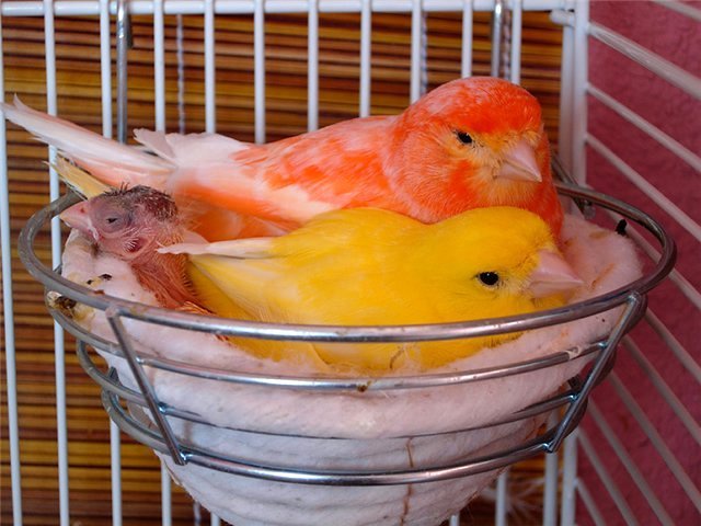Содержание канареек и уход за ними в Юрюзани