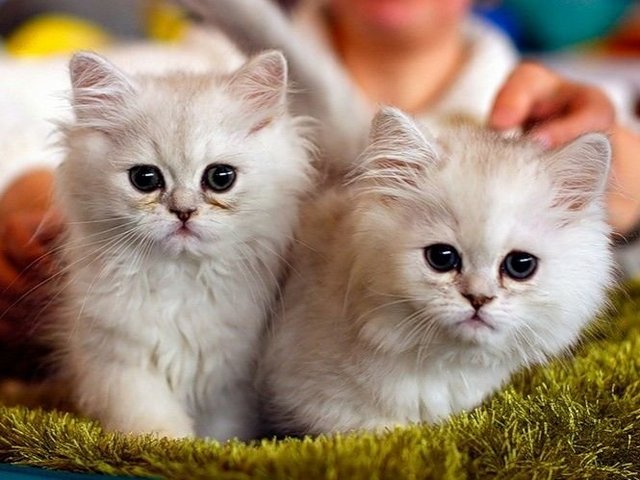 Породы кошек в Юрюзани | ЗооТом портал о животных