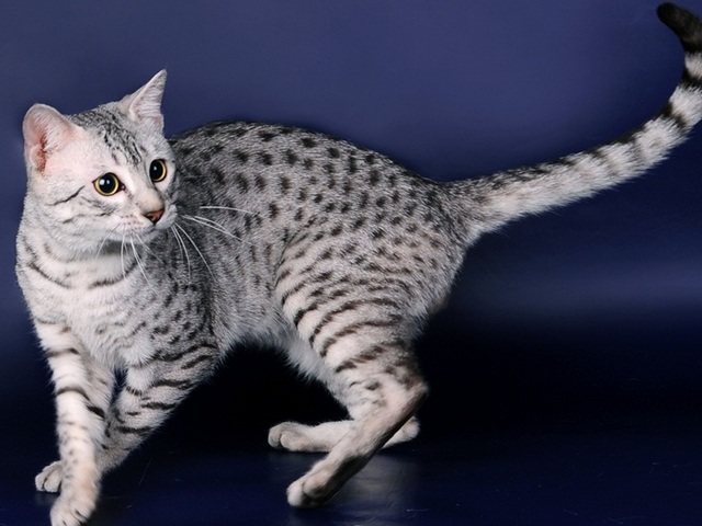 Породы кошек в Юрюзани | ЗооТом портал о животных