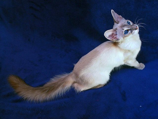 Выведенные породы кошек в Юрюзани | ЗооТом портал о животных