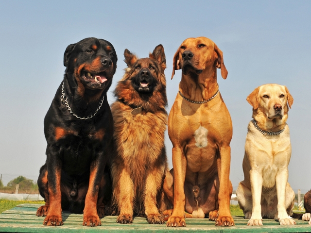 Крупные породы собак в Юрюзани | ЗооТом портал о животных
