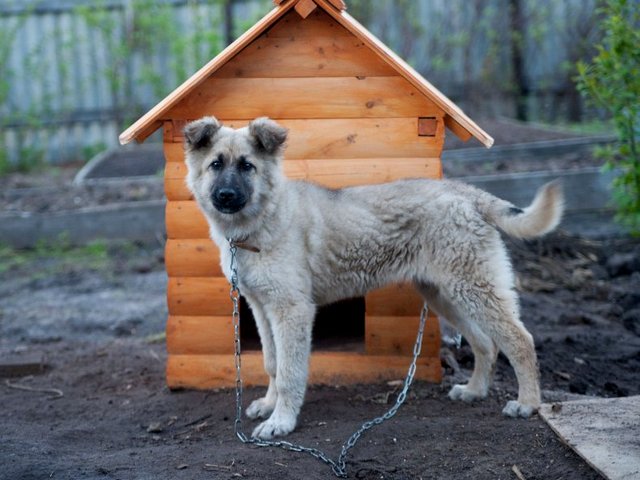 Все о собаках в Юрюзани